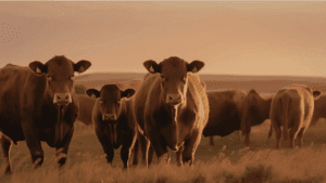 Bio Manufacturing Hub Manhattan KS